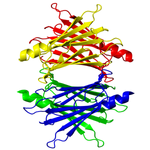 TTR Transthyretin protein structure
