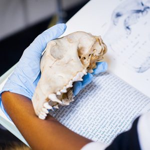 wolf's skull