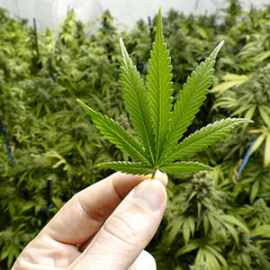Cannabis plant
