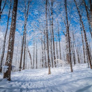 maple trees with syrup buckets during winter