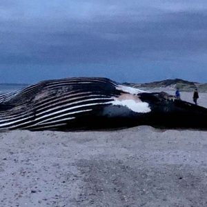 Vector beached whale