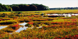 ID_biogeosciences
