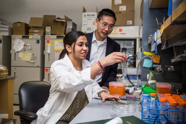 1/19/17 - Boston, Massachusetts ENG student Varnica Bajaj (BME19) with College of Engineering Professor Dr. Christopher Chen in a lab on January 19, 2017. Photo by Rachel Gianatasio for Elevin Studios for Boston University Photography