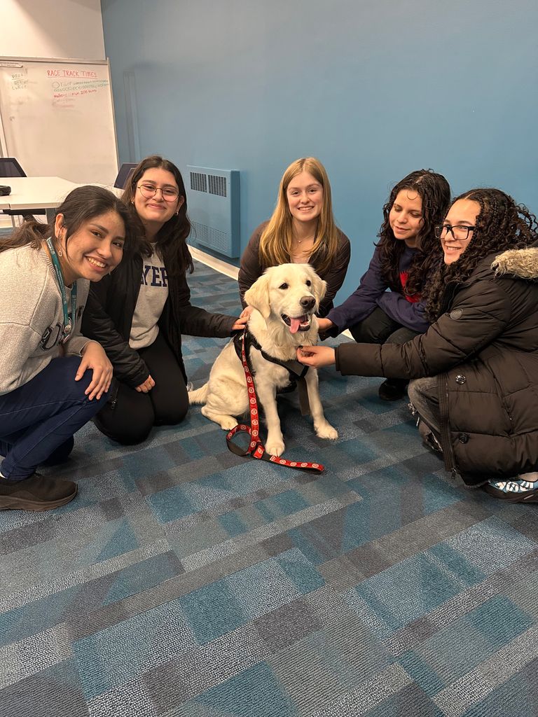Bean the therapy dog