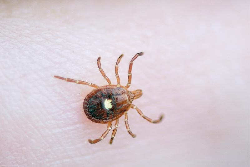 lone-star-tick_800x534_iStock-181054018