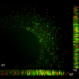 Image of Viable endothelial cells in a Fraunhofer CMI bioprinted ring 24h post-printing