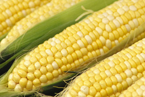 corn_t.jpg