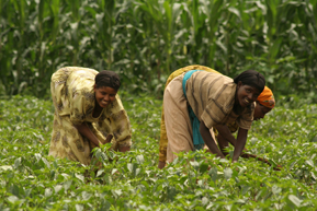 maize-malaria02 289x193px.jpg