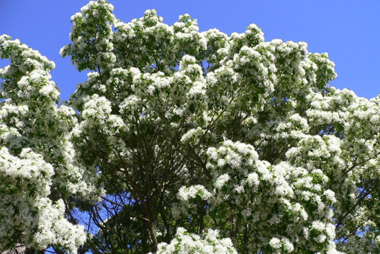 fringetree_h.jpg