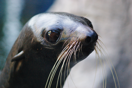 wtd-seals_h.jpg