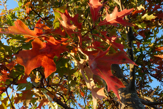 fall_foliage_h.jpg