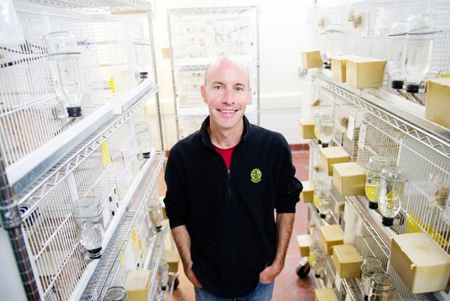 Tim Gardner, Boston University College of Arts and Sciences, zebra finches