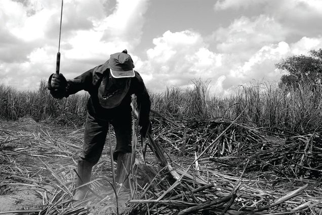Sugar Cane Workers