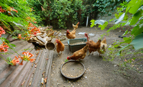 Urban health regulations on chicken coops are needed, researchers say,