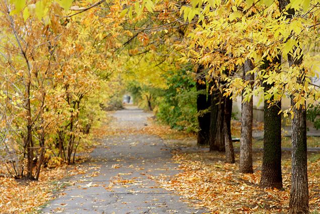 Autumn Foliage