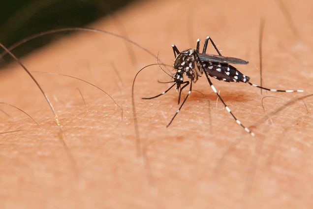 Aedes aegypti mosquito