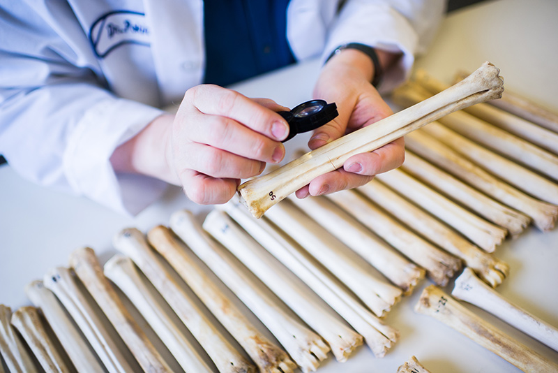 Professor James Pokines examining bones in his lab