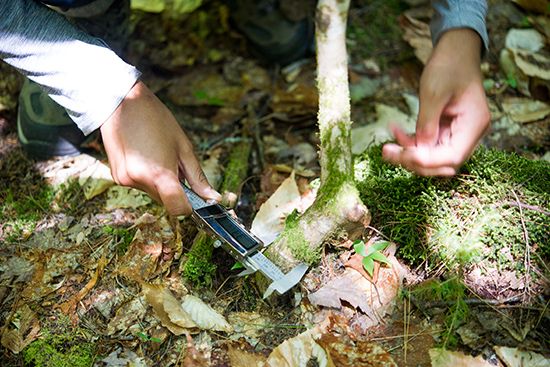 Istem Fer measures the width of a sapling in the White Mountain National Forest.