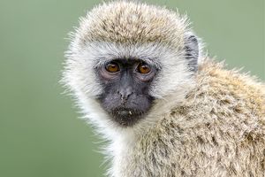 photo of a ververt monkey