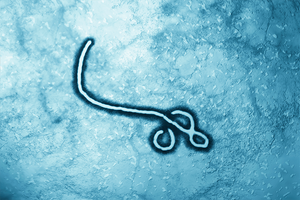 ebola virus