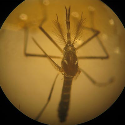 Aedes Aegypti mosquito as seen under a microscope