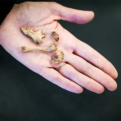 Catherine West, research assistant professor of archaeology at Boston University, holds arctic ground squirrel bones in her hand