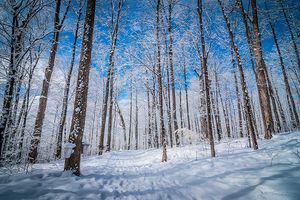 maple trees with syrup buckets during winter