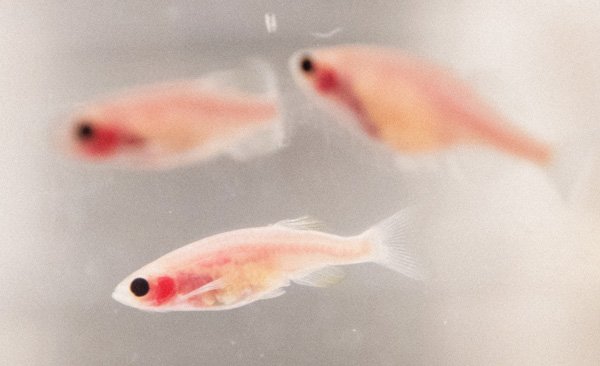 Zebrafish