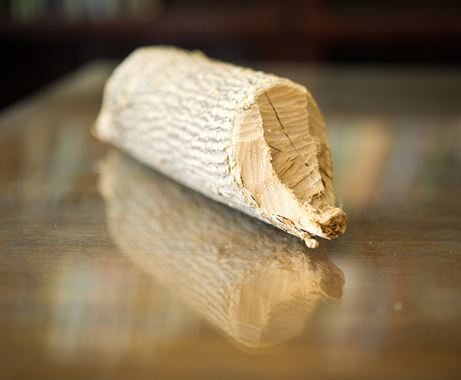 “You can see the incisor marks,” Busher says about this log. “Incisor marks can tell you how old a beaver is, and these are slightly small, so this was probably a younger beaver.”
