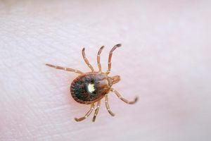 A Lone Star Tick crawls on a human finger
