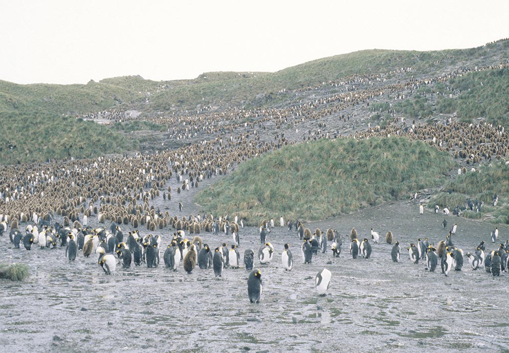 King Penguins gather on South Georgia Island
