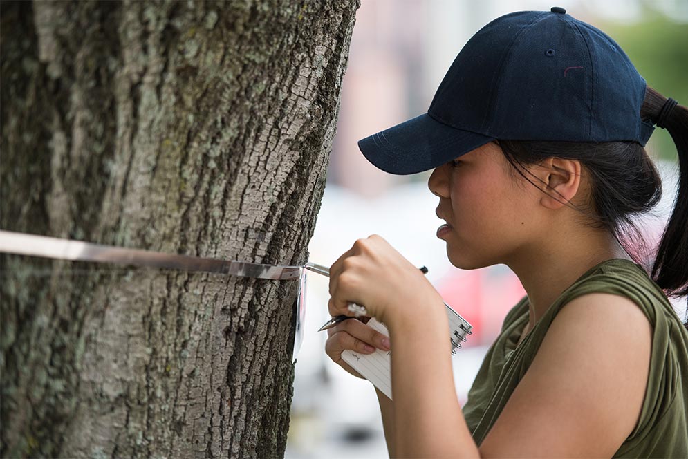A student measures the size and growth rate of a tree in front of the Boston University College of Arts and Sciences