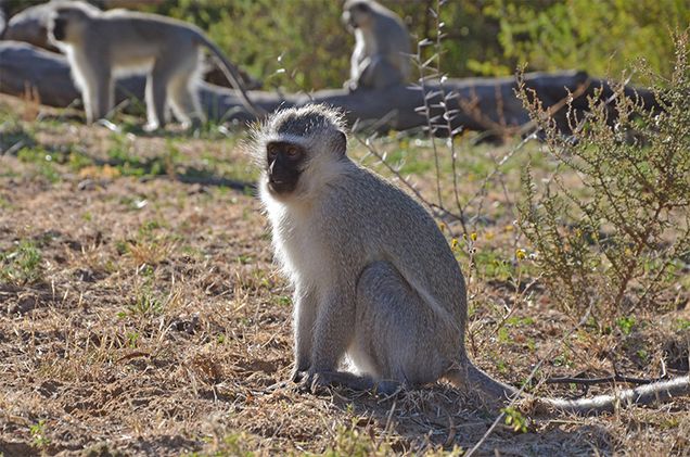 Vervet monkeys in the wild do not get fat, but monkeys in captivity do. Schmitt wants to understand what combination of genes, environment, and ancestry may trigger obesity. Photos by Ryan Cadiz