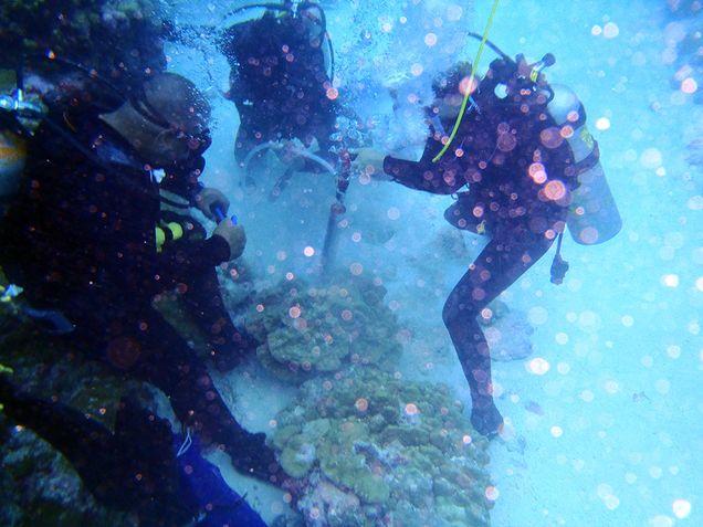 Diane Thompson extracting a core from a live Porites coral colony at Kiritimati in 2012.