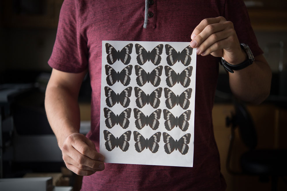 Kristiansen printed wings on special paper that mimicked the UV reflectance of real butterfly wings. Photo by Cydney Scott