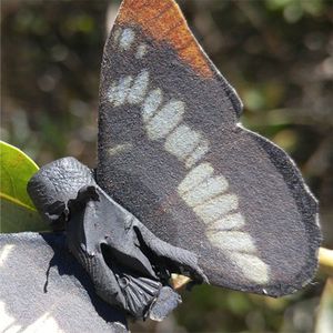 When a bird attacks a fake butterfly, it leaves a distinctive triangular beak mark in the plasticine body. Photo by Evan Kristiansen