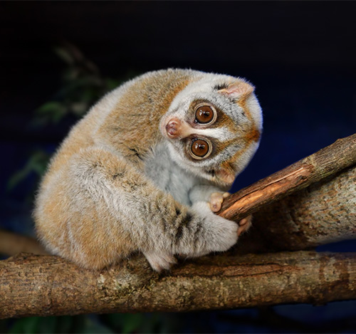 A Javan Slow Loris on a tree branch