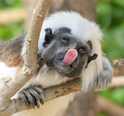 A Tamarin monkey sticking its tongue out.