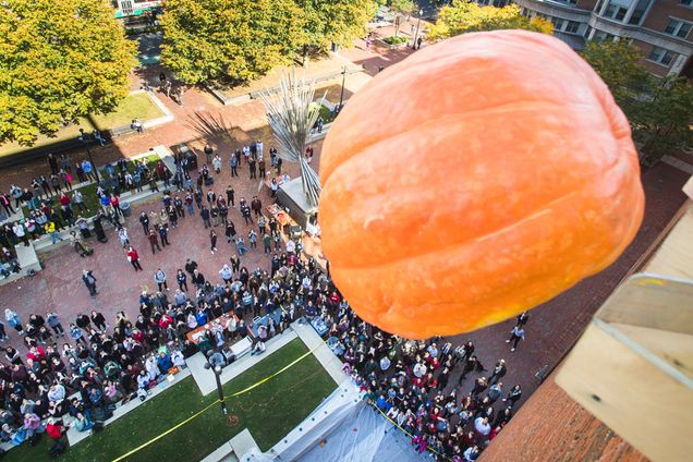 A pumpkin plummets to the ground during the annual pumpkin drop