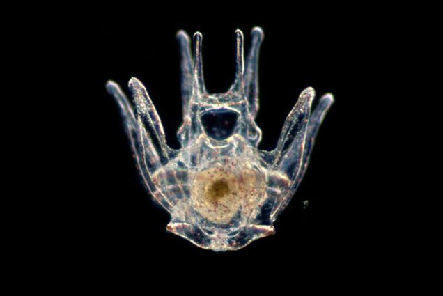 sea urchin embryo