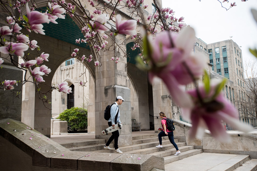 students walking around campus with a flowering pink tree in the foreground