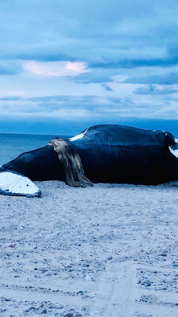 Vector the humpback whale stranded on a beach in Cape Cod.