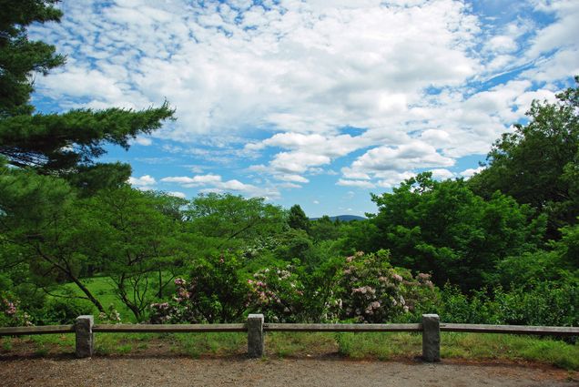 The view from Bussey Hill in the Arnold Arboretum
