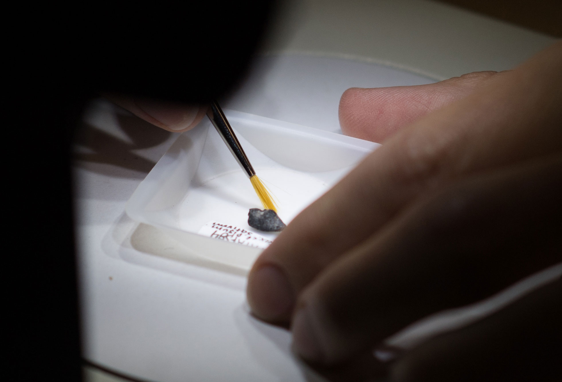 Detail photo showing the hand of archaeologist John M. Marston working with an ancient seed in his lab.