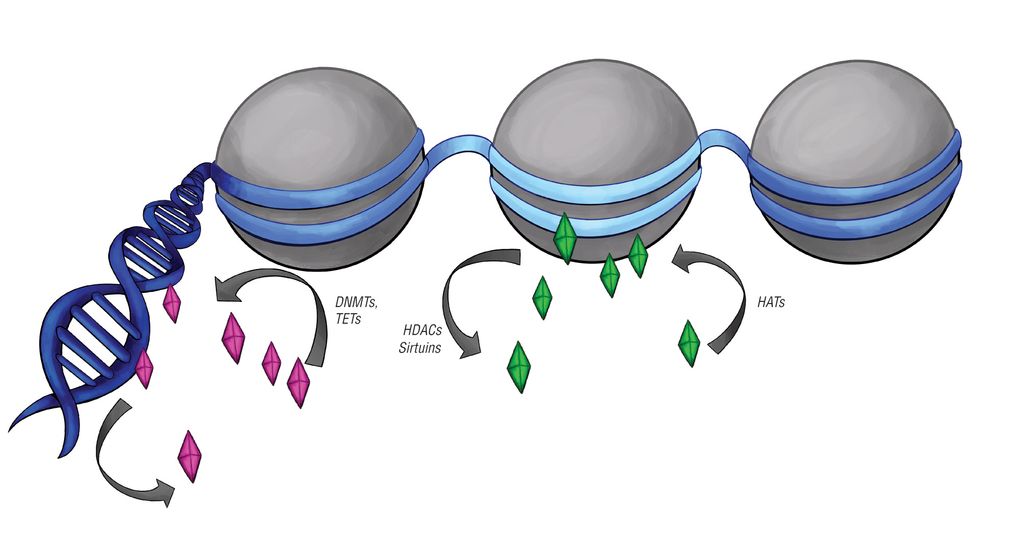 Illustrations of genetic changes in pituitary tumors.