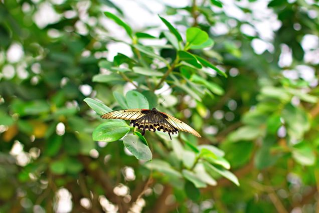 An Easter Tiger Swallowtail Butterfly flies through greenery