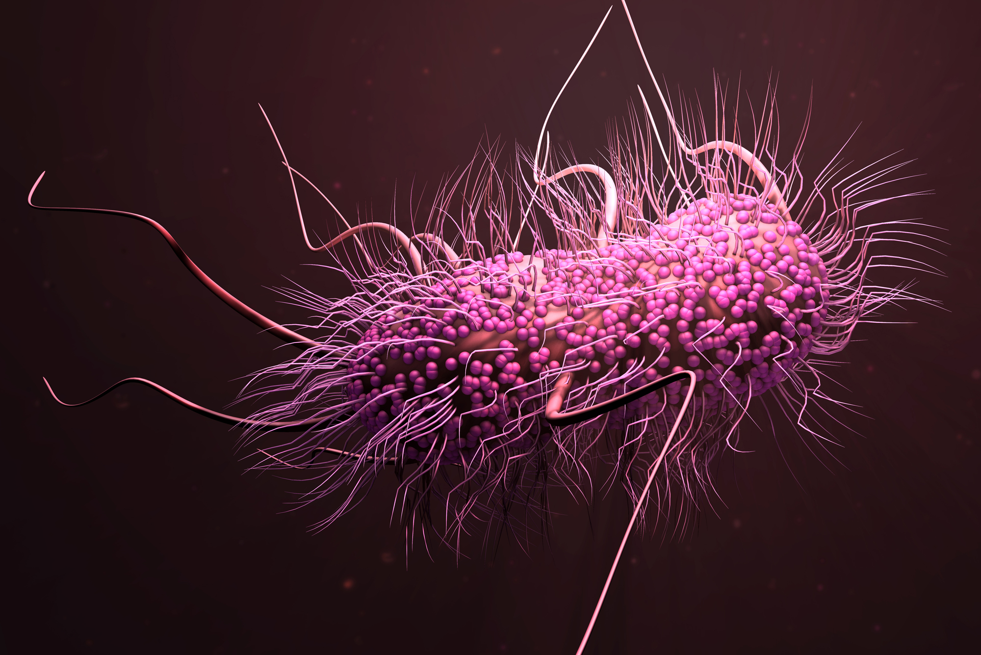 A photo of bacteria