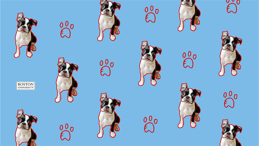 Boston Unviersity themed Zoom virtual background Terries and paw prints