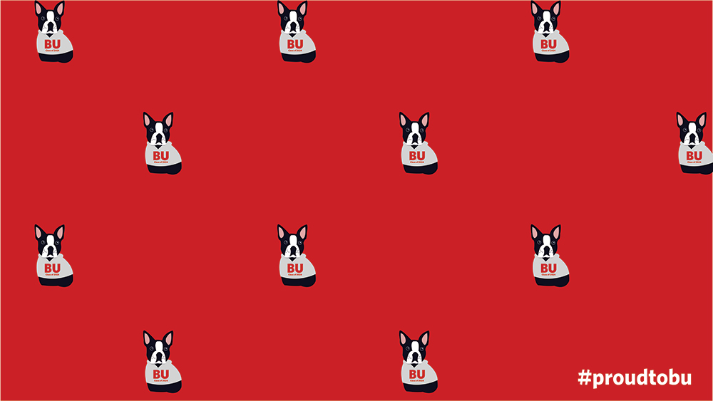 BU themed Zoom virtual background of Boston Terrier illustrations