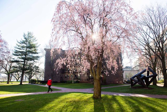 Photo of a blossoming tree with pink flowers on Boston University campus behind Marsh Chapel on April 29, 2020. A person in a red coat walks on a path underneath the tree.